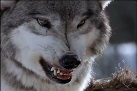 sawtooth wolf pack documentary.